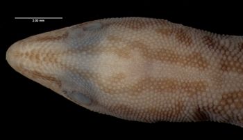Media type: image;   Herpetology R-22717